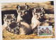 MC 034306 FINLAND - Arcitc Fox - Cartes-maximum (CM)