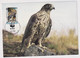 MC 034319 ISLAND - Gyrfalcon - Maximum Cards