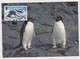 MC 034491 BRITISH ANTARCTIC TERRITORY - Adelie Penguin - Cartoline Maximum