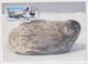 MC 034492 BRITISH ANTARCTIC TERRITORY - Weddell Seal - Tarjetas – Máxima