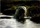 (1 G 9) UK - Scotland - Shetland Ireland Postcard Posted To Australia (1994) - Otter - Shetland