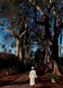 MAYOTTE PAYSAGE DE BROUSSE - Mayotte