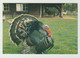 Postcard-ansichtkaart: Stichting Vrienden Van Het Hertenkamp En Vogelpark Helmond (NL) 1987 - Helmond