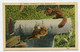 AK 036354 USA - N.Y. - Adirondack Mts. - Friendly Chipmunks At Lunch - Adirondack