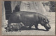 CPSM 94 - VINCENNES - ZOO De VINCENNES - HIPPOPOTAME Et Son Petit - TB PLAN - Parc Zoologique - Ippopotami
