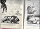 Delcampe - Enseignement Du Dessin COURS STUDIO  1947 CROQUIS D ANIMAUX  Cours V - La Louvière Belgique Nombreux Dessins Schémas - Autres Plans
