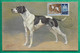 CARTE MAXIMUM MAX CARD CHIEN DOG POINTER SAINT MARIN SAN MARINO 1 LIRE 1956 - Lettres & Documents