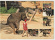 Thailand, Elephant Training, Chiangmai - Thailand