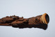 Delcampe - Rare Et Ancienne Pipe En Bois, écume De Mer Sculptée (Meerschaum) Et Ambre Représentant Une Scène De Chasse XIXème - Pijpen Uit Meerschuim