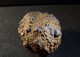 Marcassite Floater ( 4 X 3.5 X 4 Cm) - Wimereux - Pas De Calais - France - Minéraux