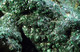 Malachite ( 4.5 X 4.5  X 2.5 Cm)  L'Etoile Du Congo Mine -  Lubumbashi, Katanga Copper Crescent - Katanga -  D.R. Congo - Minéraux