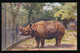 RHINOCEROS   2 SCANS - Rinoceronte