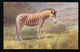 ZEBRA  2 SCANS - Zebras