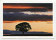 AK 037998 SCOTLAND - Baum Vor Abendhimmel Bei Newburgh - Fife