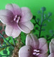 Ancien BOUCHON De CARAFE - Verre Plein Fleur Plastique - Environ H : 12 Cm , Diamètre Carafe 3.2 Cm -  Années 1940 - Karaffen