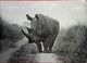 Burchell's Rhinoceros - Rinoceronte