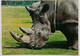 Neushoorn ( Rhinoceros ) - Rhinozeros