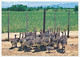 9 CPM - AFRIQUE DU SUD - Highgate Ostrich Farm, OUDTSHOORN - Fermes D'Autruches - Afrique Du Sud