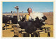 Delcampe - 9 CPM - AFRIQUE DU SUD - Highgate Ostrich Farm, OUDTSHOORN - Fermes D'Autruches - South Africa