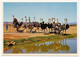 Delcampe - 9 CPM - AFRIQUE DU SUD - Highgate Ostrich Farm, OUDTSHOORN - Fermes D'Autruches - South Africa