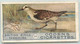 CARTE CIGARETTES  OGDEN'S - BRITISH BIRDS - OISEAUX - " SANDERLING " - TRES BON ETAT - Ogden's