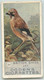 CARTE CIGARETTES  OGDEN'S - BRITISH BIRDS - OISEAUX - " JAY " - TRES BON ETAT - Ogden's