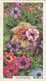 Garden Flowers 1938  - 26 Anemones - Gallaher Cigarette Card - Original - - Gallaher