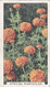 Garden Flowers 1938  - 7 African Marigolds - Gallaher Cigarette Card - Original - - Gallaher