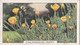 Garden Flowers 1938  - 9 Californian Poppy - Gallaher Cigarette Card - Original - - Gallaher