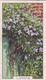 Garden Flowers 1938  - 48 Clematis - Gallaher Cigarette Card - Original - - Gallaher