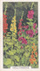 Garden Flowers 1938  - 15 Hollyhocks - Gallaher Cigarette Card - Original - - Gallaher