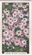 Garden Flowers 1938  - 22 Swan River Daisies - Gallaher Cigarette Card - Original - - Gallaher