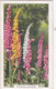 Garden Flowers 1938  - 25 Foxgloves - Gallaher Cigarette Card - Original - - Gallaher