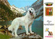 Animaux - Chiens - Chien Des Pyrénées - Le Lac De Gaube Et Le Vignemale - Elevage Du Comté De Bordes - Domaine Du Hautac - Chiens