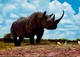 RHINOCEROS  - KENYA - Rhinocéros