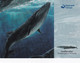 Isole Faroer-cartolina Postale17/09/2001 - Féroé (Iles)