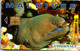 31064 - Malediven - Dhiraagu , Moray Eel , Moräne , Fisch , Fish - Maldivas