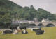 Postcard Machynlleth The Dovey Bridge & Cows Wales My Ref B25391 - Montgomeryshire