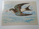 D188927  Belgium 1981  Journee De La Maximaphilie MARLOE  5406 - Stamp Swallow Schlucken Avaler - Altri & Non Classificati