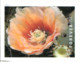 USA 2019 MiNr. 5566 - 5575  Cactus Flowers Plants  20v MNH** 26,00 € - Sukkulenten