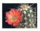 Delcampe - USA 2019 MiNr. 5566 - 5575  Cactus Flowers Plants  20v MNH** 26,00 € - Sukkulenten