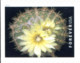 Delcampe - USA 2019 MiNr. 5566 - 5575  Cactus Flowers Plants  20v MNH** 26,00 € - Sukkulenten