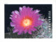 Delcampe - USA 2019 MiNr. 5566 - 5575  Cactus Flowers Plants  20v MNH** 26,00 € - Sukkulenten