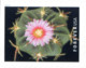 Delcampe - USA 2019 MiNr. 5566 - 5575  Cactus Flowers Plants  20v MNH** 26,00 € - Sukkulenten