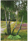Groeten Uit Mierlo - (Noord-Brabant, Nederland / Holland) - Nr. 624 - Natuur - Geldrop