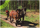 Groeten Uit Mierlo - (Noord-Brabant, Nederland / Holland) - Nr. 720 - Paarden, Bosbouw, Bospad - Geldrop