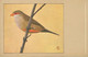 St Helena Waxbill Astrild De Sainte Hélène   Art Card Bird Oiseau - Sainte-Hélène