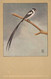 Pintail Whydah Veuve Dominicaine   Art Card Bird Oiseau - Dominicaine (République)