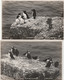 PUFFIN ISLAND -PUFFINS/RAZORBILLS. 2 CARDS - Anglesey