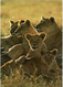 Kenia Kenya Africa Afrique African Wildlife Lion Family Leeuw CPA Grand Format Groot Formaat - Kenia